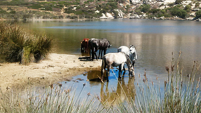 Cavalli-Asinara-768