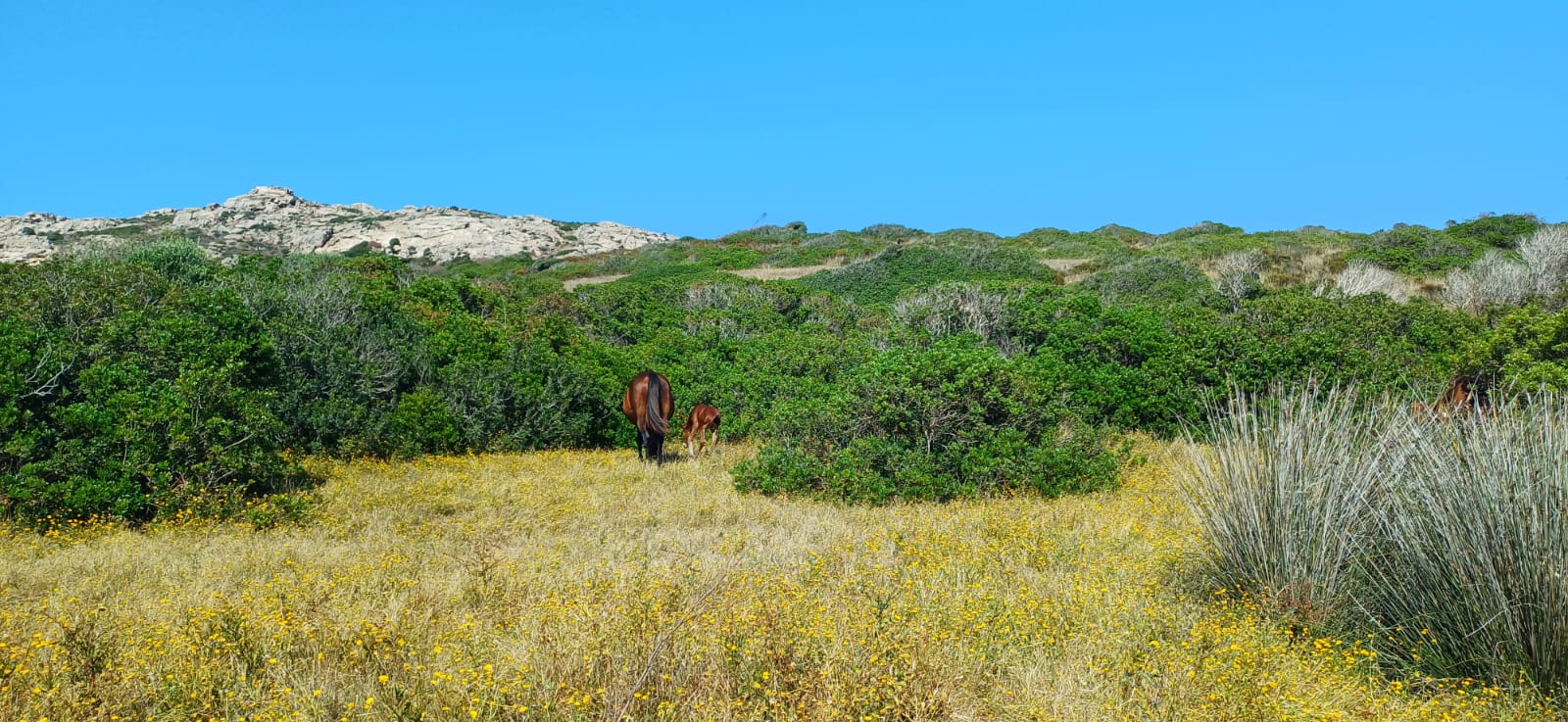 Cavalla-con-piccolo-asinara