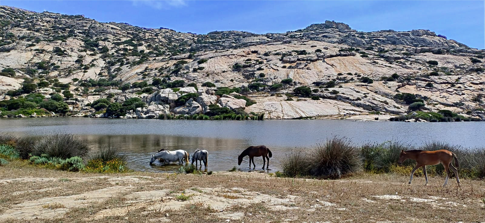 Cavalli-asinara-hero