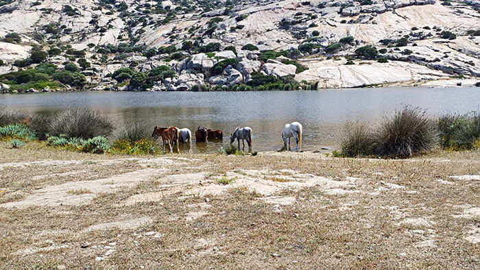 Cavalli-Asinara-700