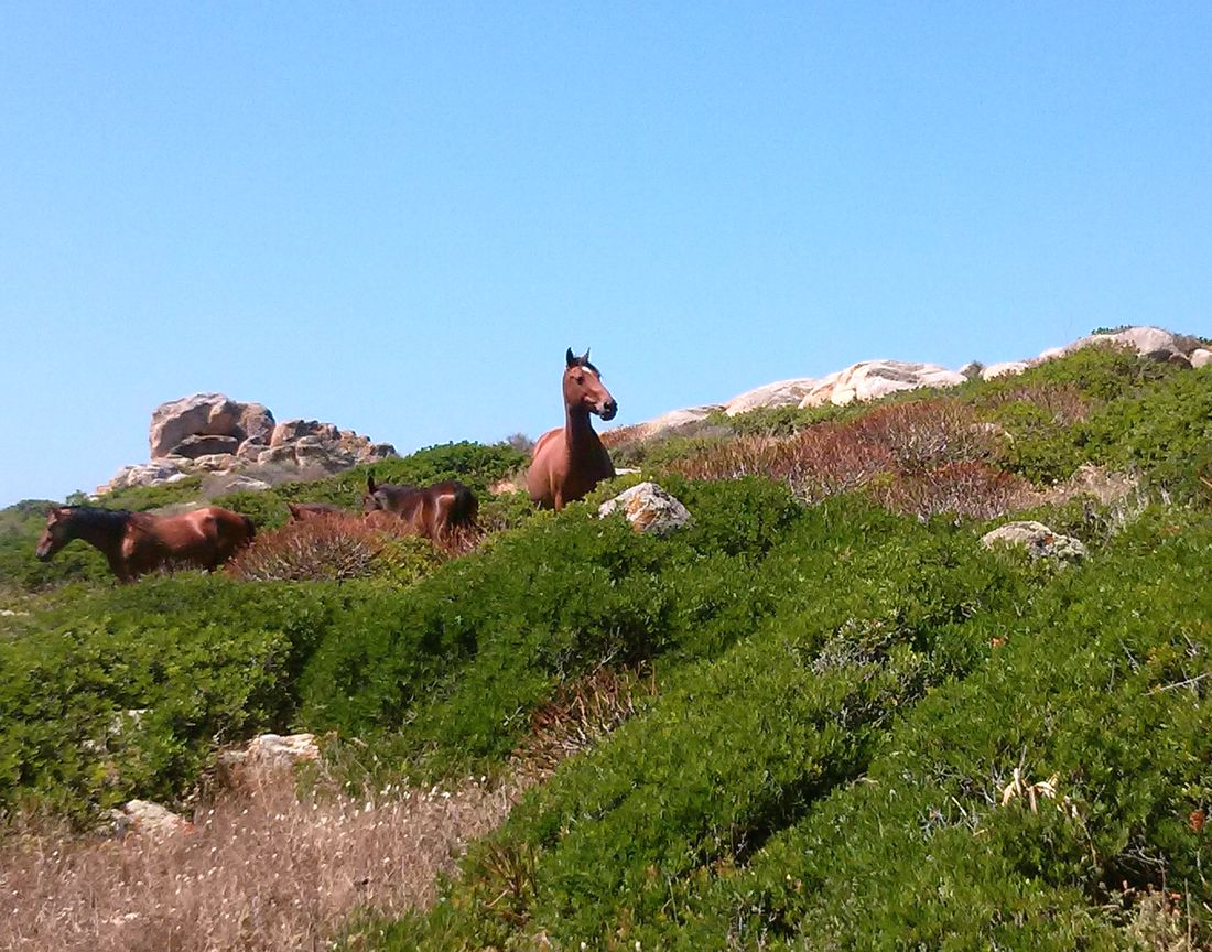 Cavalli-asinara
