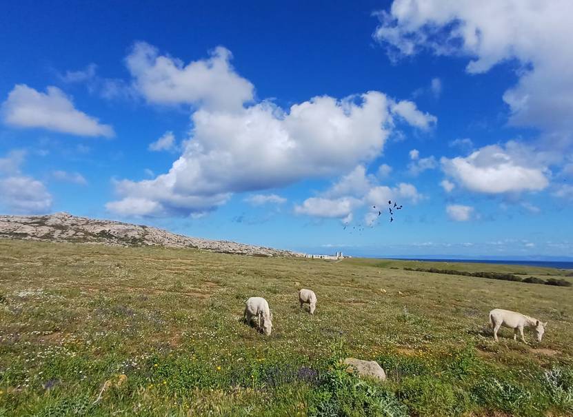 Asinelli-bianchi-asinara_831